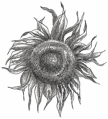 Černá slunečnice
